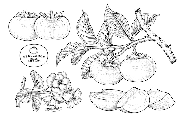 Set of fuyu persimmon fruit hand drawn elements botanical illustration