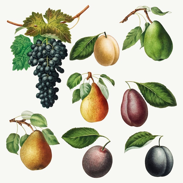 Set of grape, pears and plums illustration