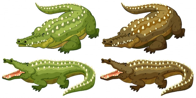 Set of green and brown crocodiles