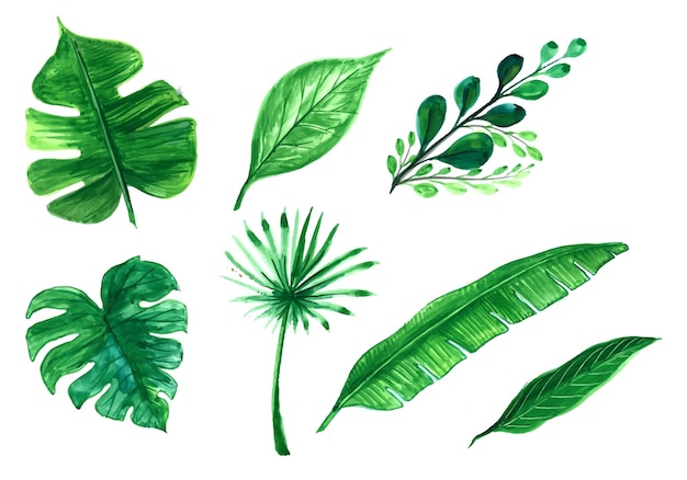 Set of green tree leaf design illustration