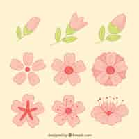 Free vector set of hand-drawn cherry blossoms