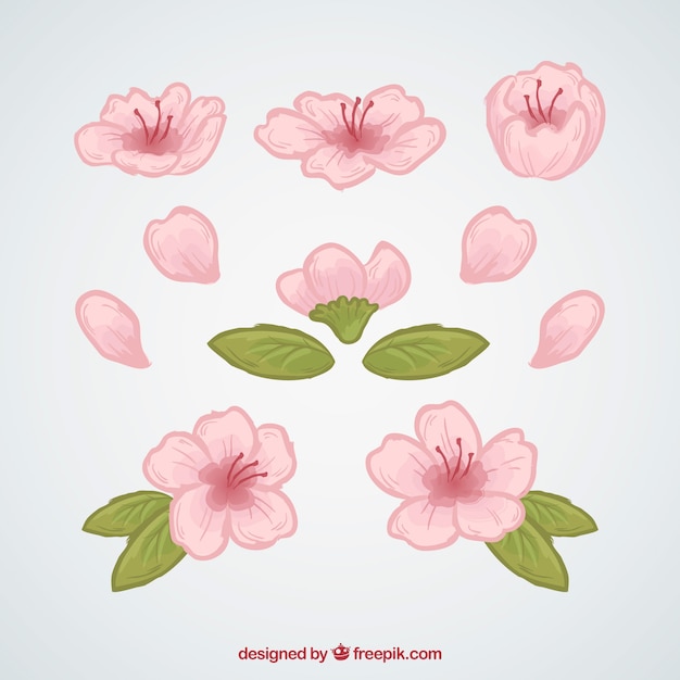 Free vector set of hand-drawn cherry blossoms