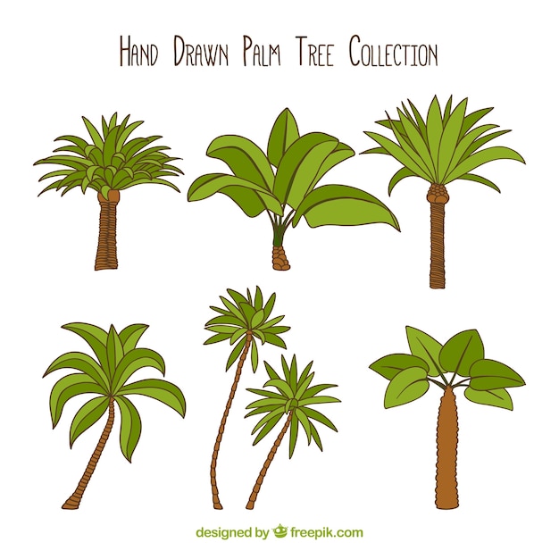 Set of hand-drawn palm trees