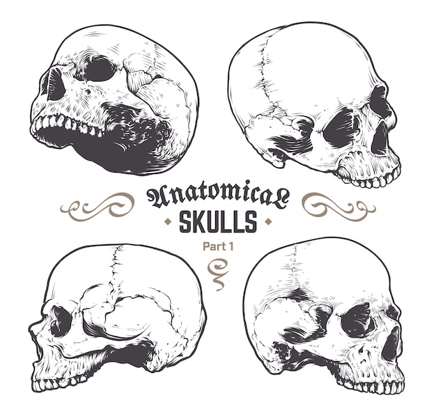 Free Vector set of hand drawn skulls