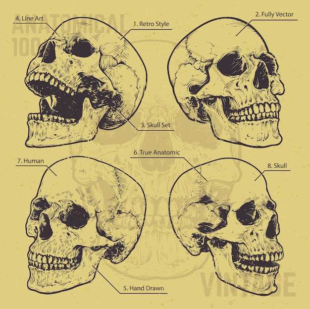 Free Vector set of hand drawn skulls