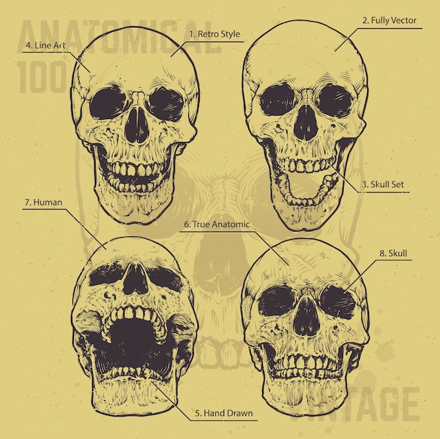 set of hand drawn skulls