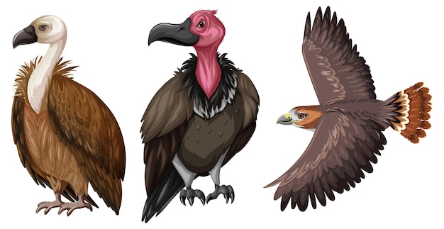 Free Vector set of hawk or vulture in cartoon style