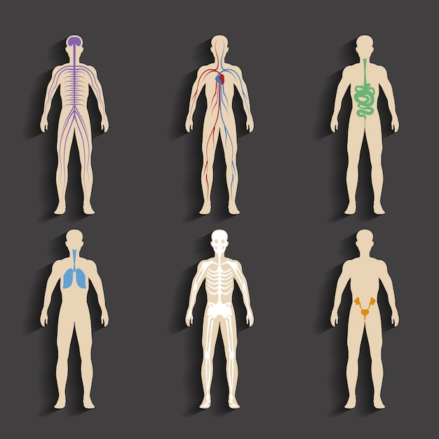 Free Vector set of human organs and systems of the body vitality. vector illustration