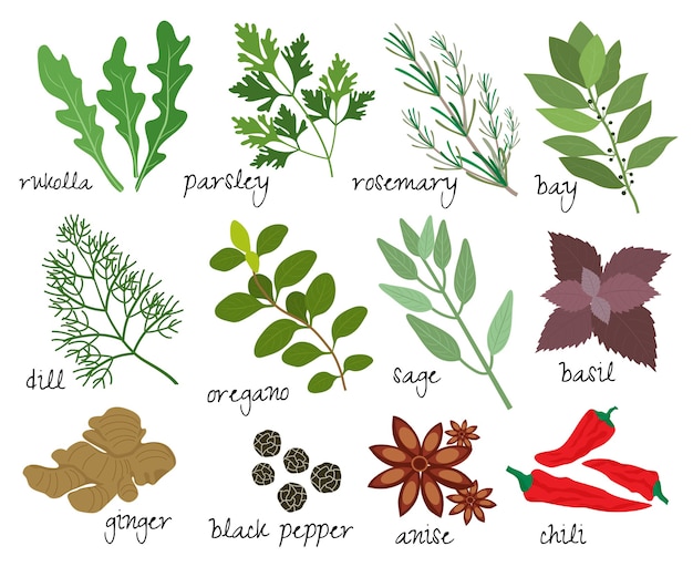 Set of illustrations of herbs and spices