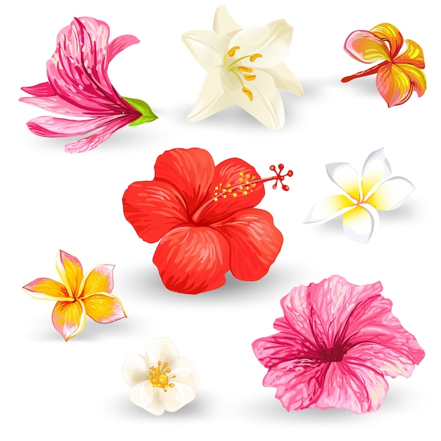 Set of illustrations of tropical hibiscus flowers.