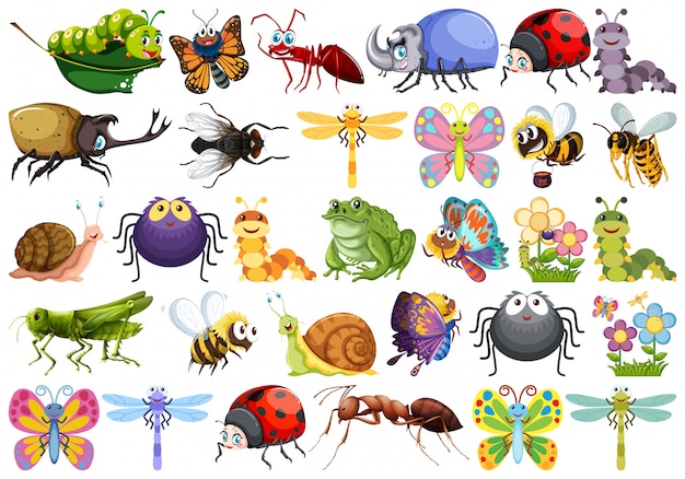 Set of insect character