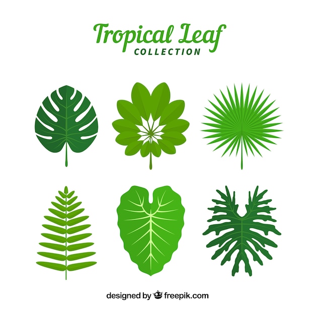 Set of leaves of tropical plants