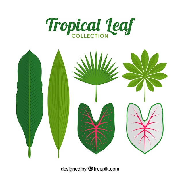 Set of leaves of tropical plants