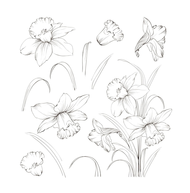 Free vector set of line hand drawing narcissus.