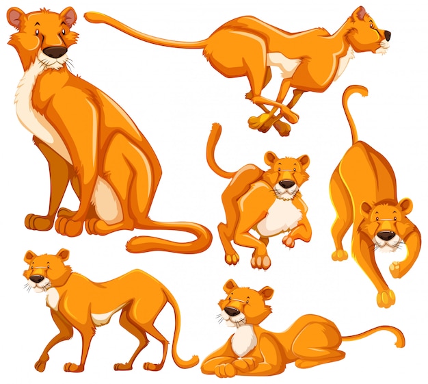 Free vector set of lioness cartoon character