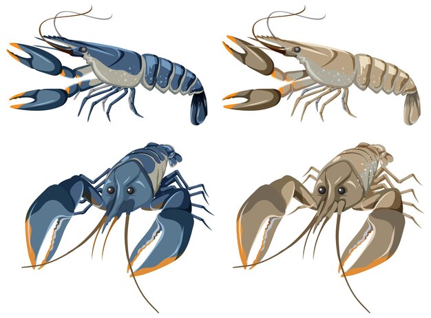 Set of Lobster Isolated