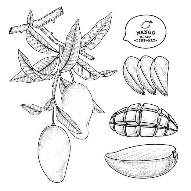 Set of mango fruit hand drawn elements botanical illustration