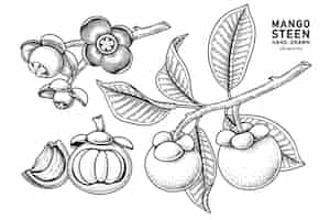 Free vector set of mangosteen fruit hand drawn elements botanical illustration