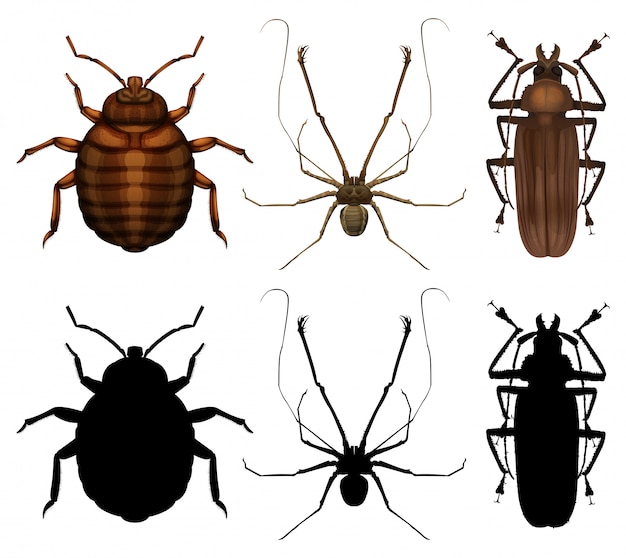 Free Vector set of many insect