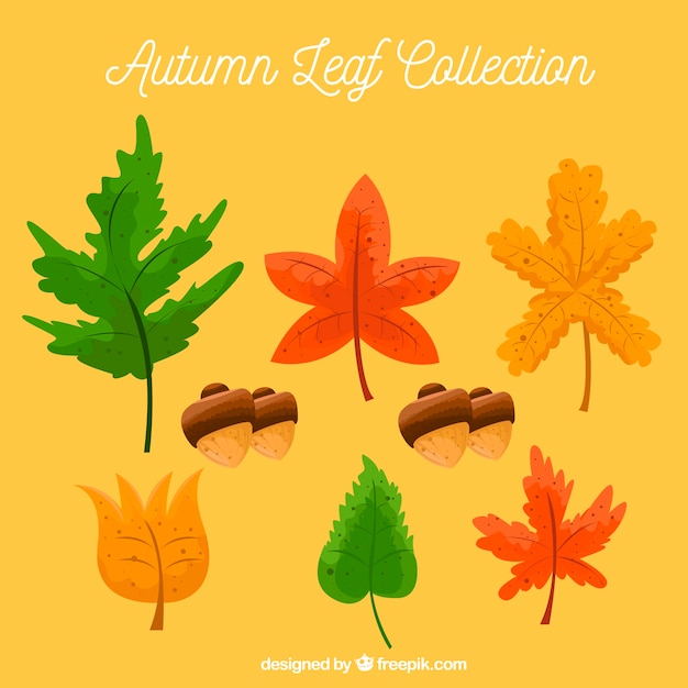 Free Vector set of natural autumn elements 