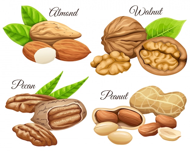 Set of nuts almond, walnut, pecan, peanut.