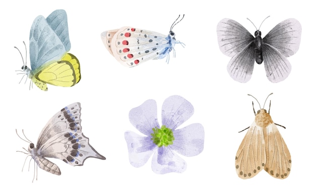 Free Vector set of object watercolor painting of various butterfly