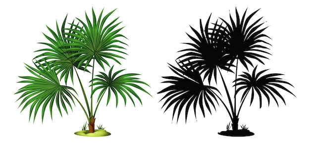 Set of palm tree