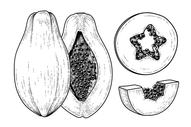 Set of papaya fruit hand drawn elements botanical illustration