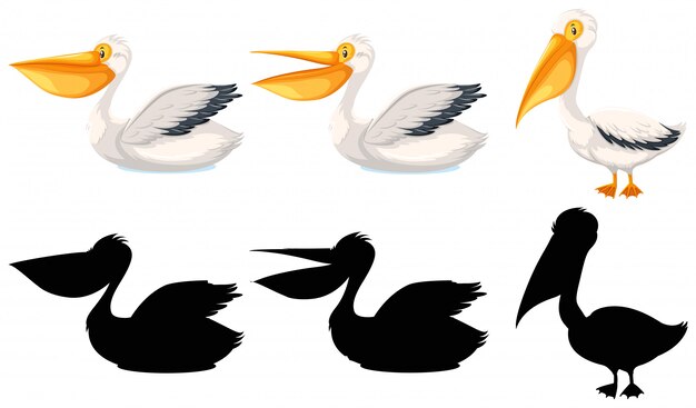 Set of pelican character