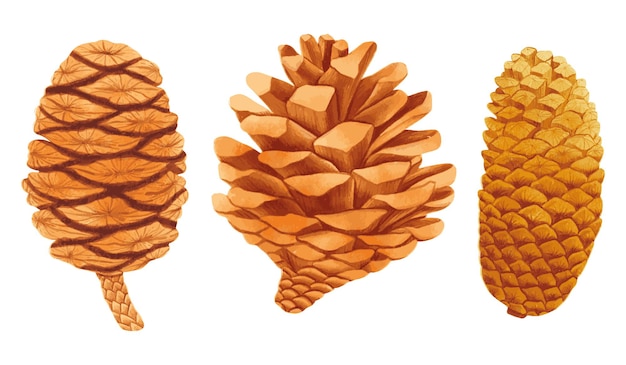 Set of Pine cone watercolor hand painted illustrations