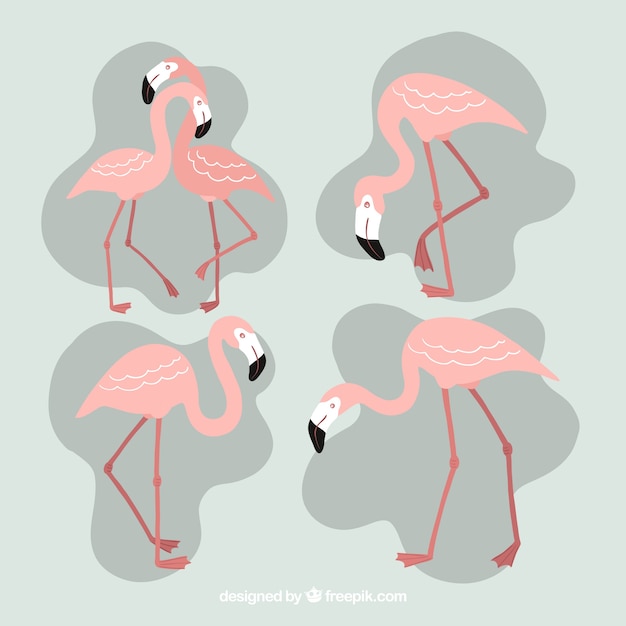 Free Vector set of pink flamingos in hand drawn style