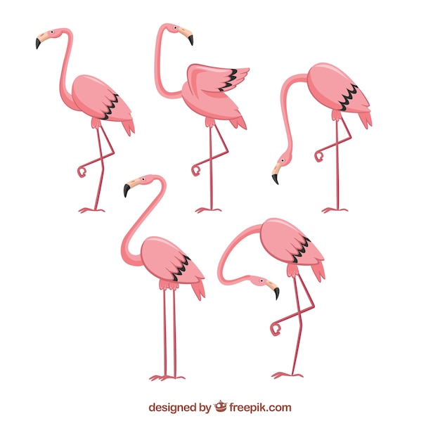 Free Vector set of pink flamingos in hand drawn style