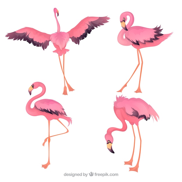 Free vector set of pink flamingos in hand drawn style