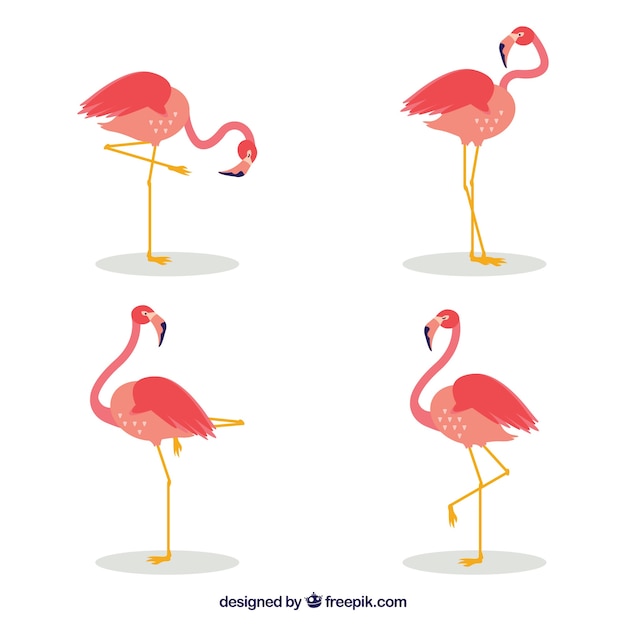 Set of pink flamingos with different poses