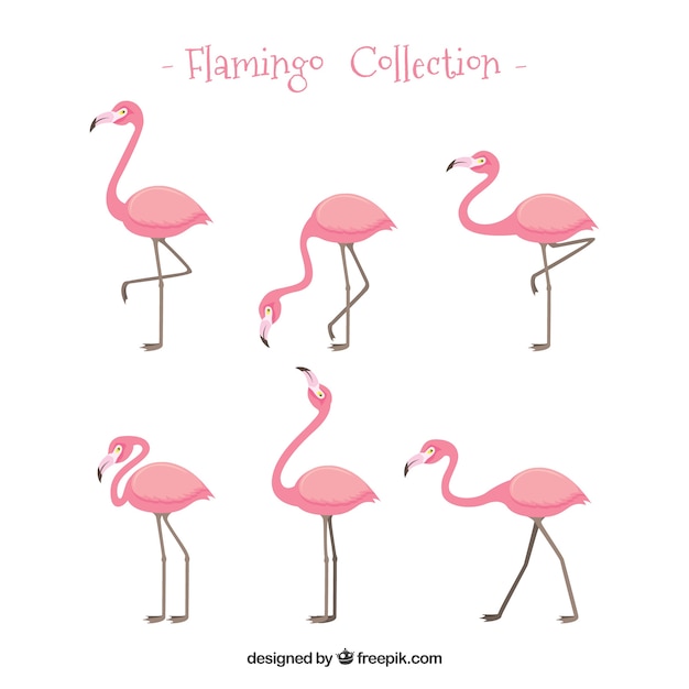 Free Vector set of pink flamingos with different poses