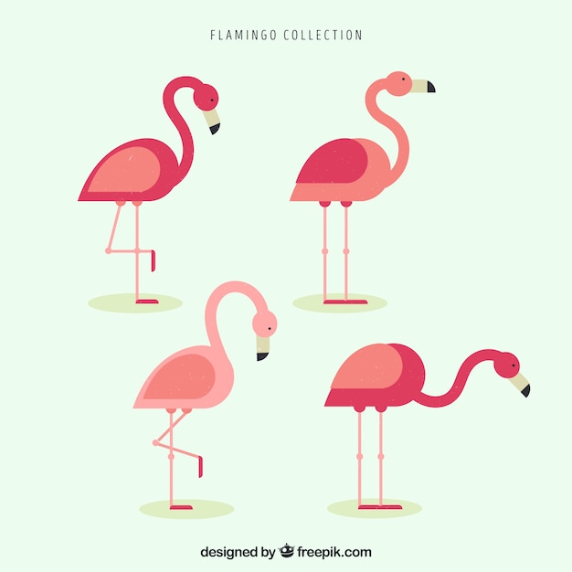 Set of pink flamingos with different poses