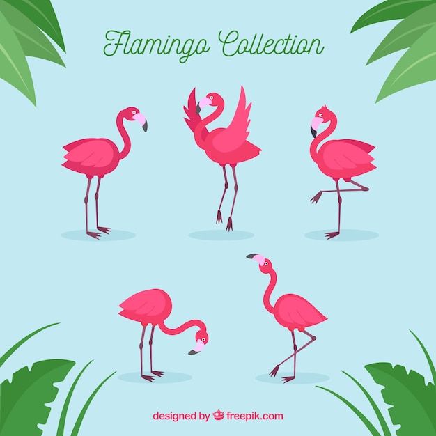 Free Vector set of pink flamingos with different poses