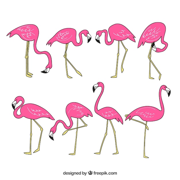 Set of pink flamingos with different postures