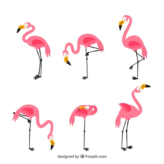 Set of pink flamingos with different postures