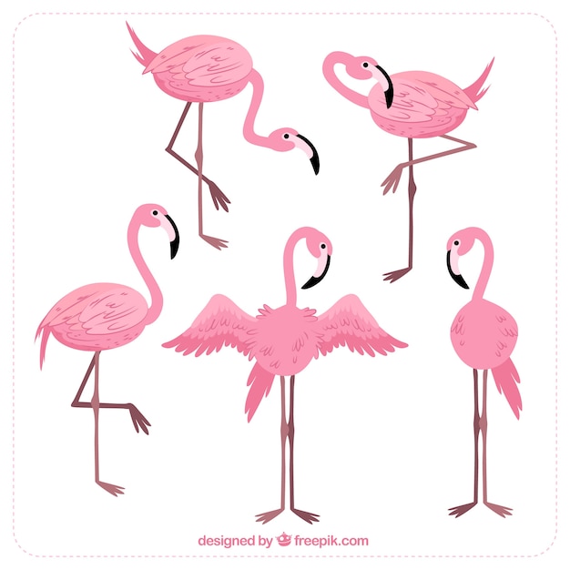 Set of pink flamingos with different postures