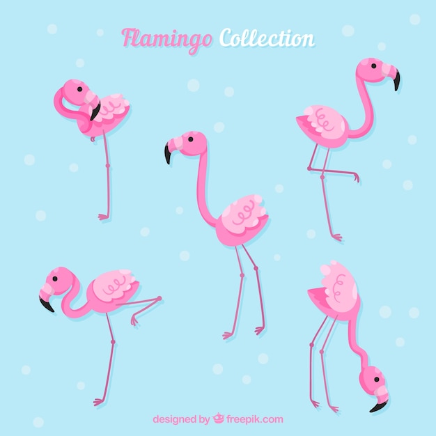 Free Vector set of pink flamingos with different postures