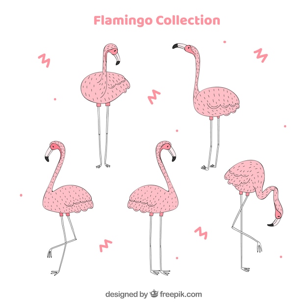 Free Vector set of pink flamingos with different postures