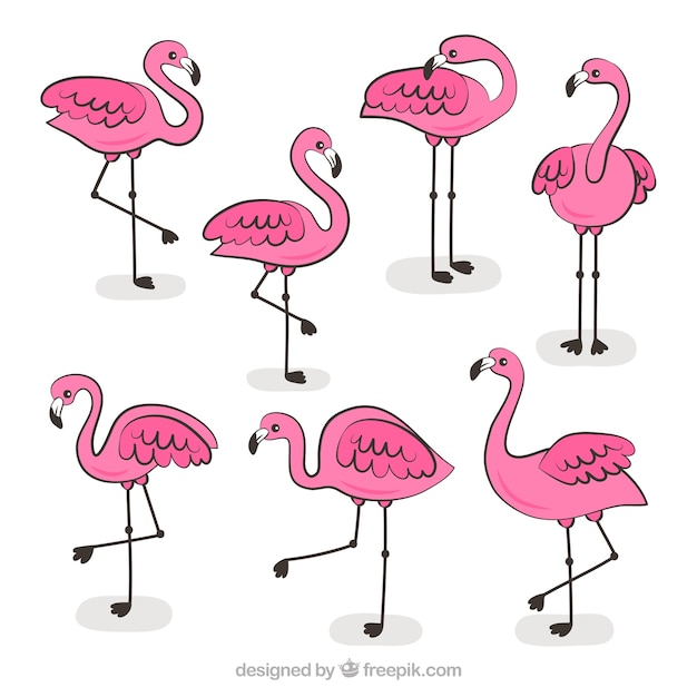 Free Vector set of pink flamingos with different postures