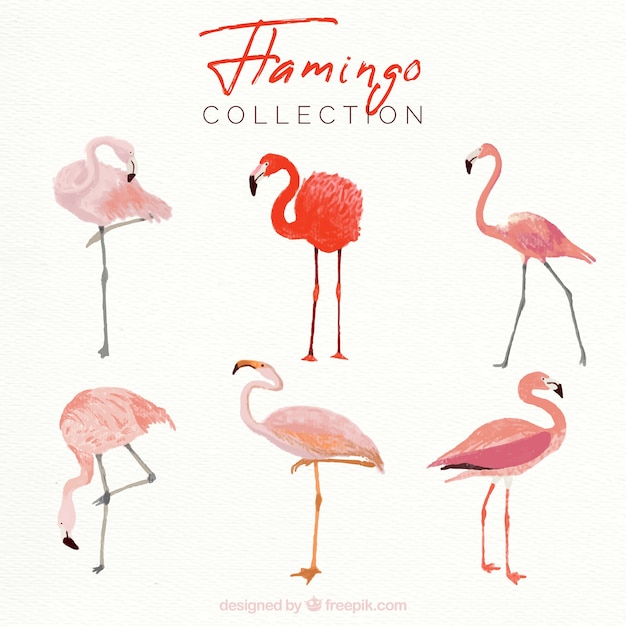 Free Vector set of pink flamingos with different postures