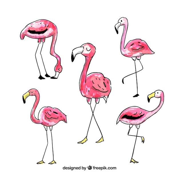 Set of pink flamingos with different postures