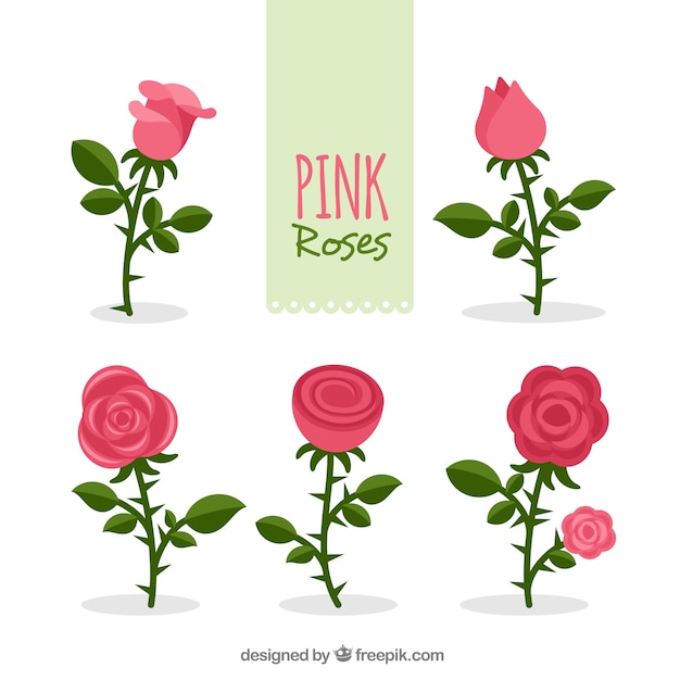 Free Vector set of pink roses