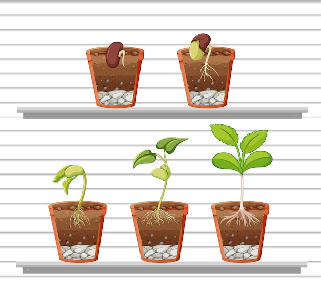 Free Vector set of plant on shelves