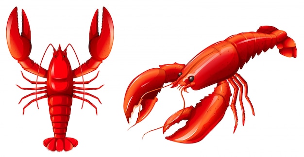 Free Vector set of red lobster