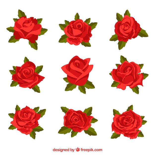 Free Vector set of red roses