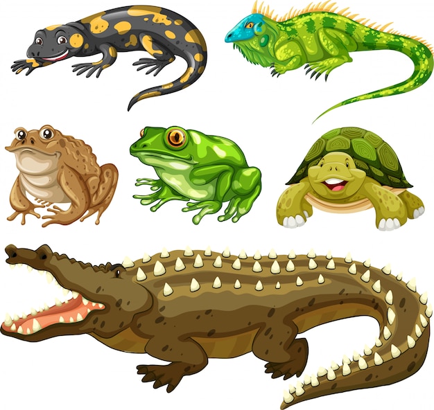 Set of reptile animal